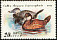 Ruddy Duck Oxyura jamaicensis