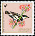 Ruwenzori Batis Batis diops  1972 Rwanda birds 