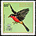 Black-headed Gonolek Laniarius erythrogaster  1972 Rwanda birds 