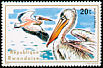 Great White Pelican Pelecanus onocrotalus