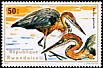 Goliath Heron Ardea goliath