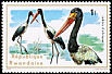 Saddle-billed Stork Ephippiorhynchus senegalensis