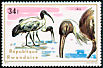 Straw-necked Ibis Threskiornis spinicollis