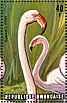 Greater Flamingo Phoenicopterus roseus