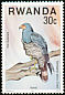 African Harrier-Hawk Polyboroides typus