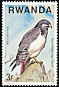 Augur Buzzard Buteo augur