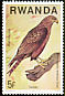 Yellow-billed Kite Milvus aegyptius  1977 Birds of prey 