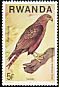 Yellow-billed Kite Milvus aegyptius