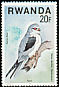 Black-winged Kite Elanus caeruleus