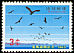 Black Kite Milvus migrans  1963 Bird week 