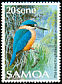 Flat-billed Kingfisher Todiramphus recurvirostris  1988 Birds 