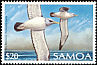 Salvin's Albatross Thalassarche salvini  1989 Birds 