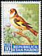 European Goldfinch Carduelis carduelis