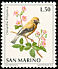 Eastern Black-eared Wheatear Oenanthe melanoleuca  1972 Birds 