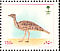 Macqueen's Bustard  Chlamydotis macqueenii