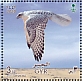 Gyrfalcon Falco rusticolus