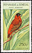 Northern Red Bishop Euplectes franciscanus  1963 Birds 