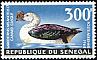 Knob-billed Duck Sarkidiornis melanotos  1968 Birds 