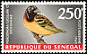 Village Weaver Ploceus cucullatus