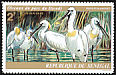 Eurasian Spoonbill Platalea leucorodia  1974 Djoudj national park 