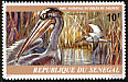 Pink-backed Pelican Pelecanus rufescens