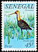 Black-tailed Godwit Limosa limosa  1982 Birds 