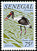 Saddle-billed Stork Ephippiorhynchus senegalensis