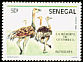 Common Ostrich Struthio camelus  1986 Guembeul national park 5v set