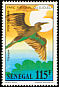 African Openbill Anastomus lamelligerus