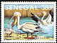 Pink-backed Pelican Pelecanus rufescens