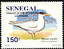 Royal Tern Thalasseus maximus  1995 Endangered birds 