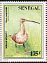 Eurasian Curlew Numenius arquata