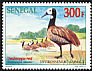 White-faced Whistling Duck Dendrocygna viduata