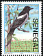 Eurasian Magpie Pica pica