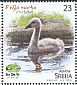 Black Swan Cygnus atratus  2018 Young animals 4v set