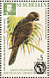 Seychelles Black Parrot Coracopsis barklyi