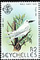 White Tern Gygis alba