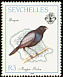 Seychelles Magpie-Robin Copsychus sechellarum