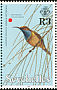 Seychelles Sunbird Cinnyris dussumieri