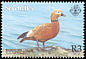 Ruddy Shelduck Tadorna ferruginea  2001 Migrant ducks 