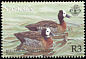 White-faced Whistling Duck Dendrocygna viduata