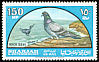 Rock Dove Columba livia  1965 Birds 