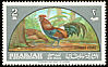 Red Junglefowl Gallus gallus  1965 Birds 