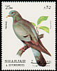 Stock Dove Columba oenas  1972 Birds 