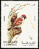 Eurasian Tree Sparrow Passer montanus  1972 Birds 