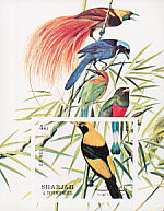 Regent Bowerbird Sericulus chrysocephalus  1972 Birds 