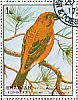 Red Crossbill Loxia curvirostra  1972 Birds 