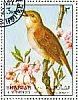 Common Nightingale Luscinia megarhynchos  1972 Birds 