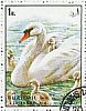 Mute Swan Cygnus olor  1972 Birds 
