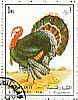 Wild Turkey Meleagris gallopavo  1972 Birds 